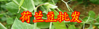 荷蘭豆價格_市場上多少錢一斤？怎么種植才好