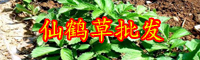 薔薇科植物“仙鶴草”能降血糖嗎？種子價(jià)格多少錢一斤？