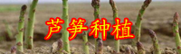 “蔬菜之王”蘆筍怎么種植？