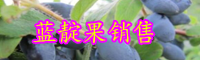 藍(lán)靛果幾年可結(jié)果？怎樣種植?市場(chǎng)前景如何？