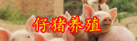 仔豬價(jià)格行情怎么樣？養(yǎng)殖技術(shù)有哪些？