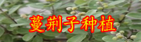 蔓荊子有哪些功效與作用？市場(chǎng)價(jià)格大約多少錢一斤？