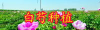 “女科之花”白芍產(chǎn)自哪里？畝產(chǎn)多少斤？