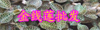 “藥王”金線(xiàn)蓮種植賺錢(qián)嗎？和銀線(xiàn)蓮有什么不同？