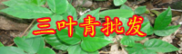 農(nóng)村自家果園種植什么草效益好？種白三葉和紫花苜蓿有錢(qián)賺嗎？