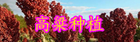 面對(duì)產(chǎn)業(yè)集中度低、種植戶數(shù)量眾多的國產(chǎn)高粱，機(jī)遇在哪里?