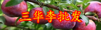 夏季果王“三華李”價(jià)格多少錢(qián)一斤？種植幾年可掛果？