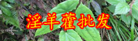 淫羊藿多少錢一斤？泡水喝有什么好處？