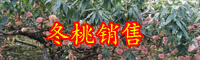 云南市場(chǎng)上冬桃價(jià)格多少錢(qián)一斤？種植條件是什么？