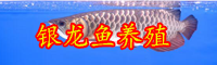 云南市場(chǎng)上的銀龍魚價(jià)格多少錢一條？怎么養(yǎng)？