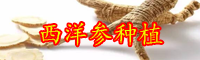 云南西洋參價(jià)格多少錢一斤？生長(zhǎng)周期是多久？