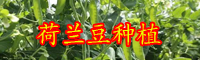 云南現(xiàn)在荷蘭豆價(jià)格多少錢一斤？種植要點(diǎn)有哪些？