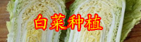 云南白菜（苗）價(jià)格多少錢(qián)一斤？種植前景怎么樣？