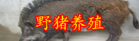 云南豬肉多少錢(qián)一斤？養(yǎng)殖豬苗多少錢(qián)一頭？