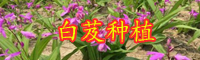 云南小白芨多少錢一斤？2020年種植前景如何？