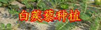 白蒺藜的別名叫什么？?jī)r(jià)格大概多少錢(qián)一斤？