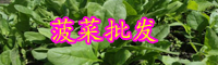 云南菜的別名叫什么？今日價(jià)格是多少錢(qián)一斤？