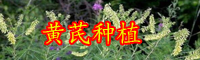 云南藥材黃芪別名叫什么？?jī)r(jià)格大概多少錢(qián)一斤？