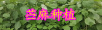 云南苧麻的價(jià)格為多少錢(qián)一斤？其功效與作用是什么？