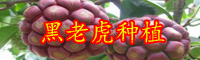 年云南黑老虎種苗價(jià)格為多少錢(qián)一株？栽培技術(shù)要點(diǎn)是什么？