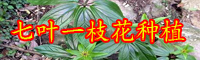 云南七葉一枝花苗價(jià)格是多少錢？要怎么栽種？