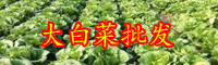 云南大白菜價(jià)格現(xiàn)低谷是怎么回事？現(xiàn)在多少錢一斤？