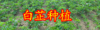 云南白芷價(jià)格多少錢(qián)一斤？它的功效和作用是什么？