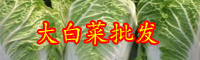 云南大白菜價(jià)格現(xiàn)低谷是受什么影響？新批發(fā)價(jià)格在多少錢一斤？