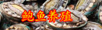 云南鮑魚賣出白菜價(jià)是啥情況？一只賣多少錢？