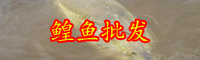 云南鰉魚多少錢一斤？和鱘魚有什么區(qū)別？