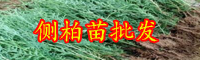 云南庭院觀賞樹(shù)側(cè)柏苗一年長(zhǎng)多大？一般多少錢(qián)一棵？