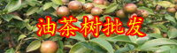 云南油茶樹苗多少錢一棵?種植1畝油茶收益多少錢?