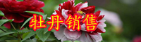 云南牡丹花苗價(jià)格多少錢一棵？什么時(shí)候種植？