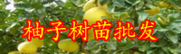 云南蕓香科柚子樹(shù)苗多少錢(qián)一棵？幾年開(kāi)花結(jié)果？