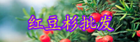 云南淺根植物紅豆杉樹苗多少錢一棵？怎么種植和養(yǎng)護？