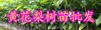 云南黃花梨目前市場(chǎng)價(jià)格多少錢一斤？現(xiàn)在黃花梨樹苗多少錢一棵？