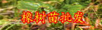 云南橡樹有什么特點(diǎn)？