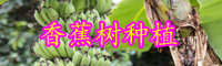 云南“草本植物”香蕉樹苗價格多少錢一棵？