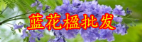 云南藍(lán)花楹樹多少錢一株？