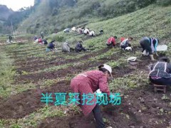 旱半夏怎么種土壤選擇種植方法圖2