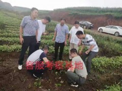 半夏播種前對半夏種子進(jìn)行處理方法圖3