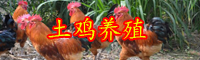 土雞飼養(yǎng)四季管理方法技術(shù)性詳細(xì)介紹！