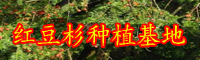 “綠色植物熊貓幼崽”紅豆杉種子多少錢一斤？附種子的種植技術！