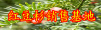 “綠色植物金子”紅豆杉如何養(yǎng)？常見(jiàn)問(wèn)題有什么？