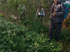 花椒全新報(bào)價(jià)多少錢一斤？種植前景如何？圖2