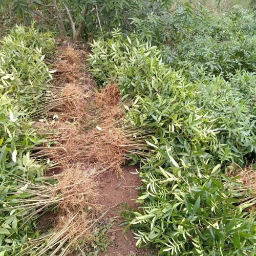 花椒樹的種植技術(shù)是啥？價格多少錢一棵？