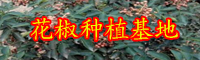 花椒的作用與功效有什么？花椒水能夠治痔瘡嗎？會造成負作用嗎？（附服用忌諱）