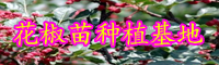 “蕓香科”花椒樹有哪些病害？病發(fā)病癥是啥？預防方式有什么？