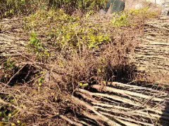 軟籽石榴苗木價格一般要多少錢一棵？栽種這2個種類市場前景！圖3