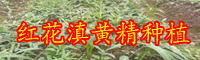 黃精的銷(xiāo)售市場(chǎng)價(jià)格多少？泡茶喝的作用有什么？